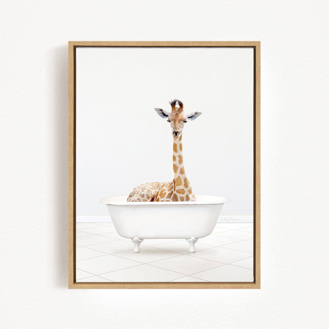 A giraffe is sitting in a white bathtub, looking directly at the camera.