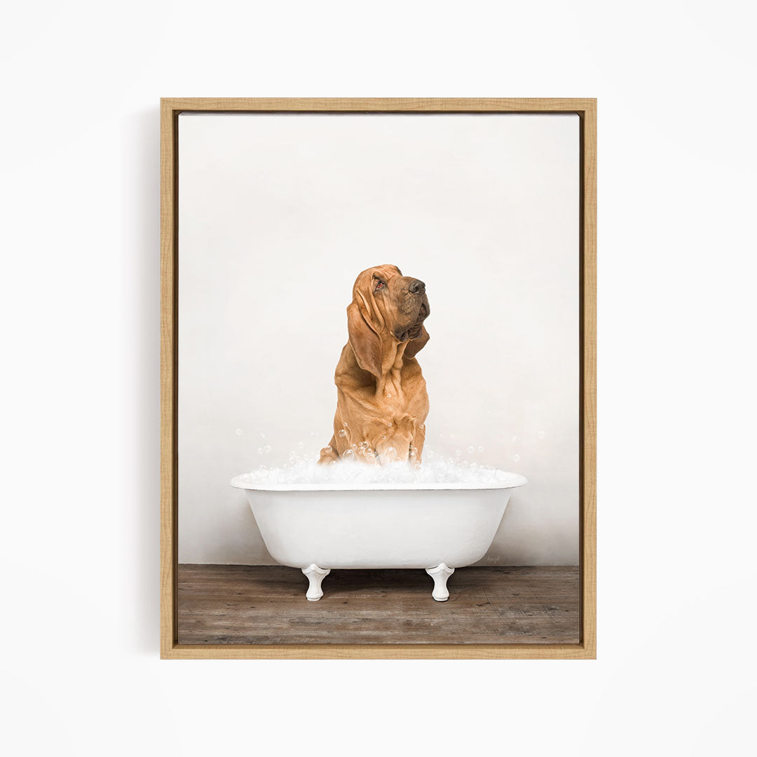 A brown dog sitting in a white bathtub filled with water, looking up at the camera.