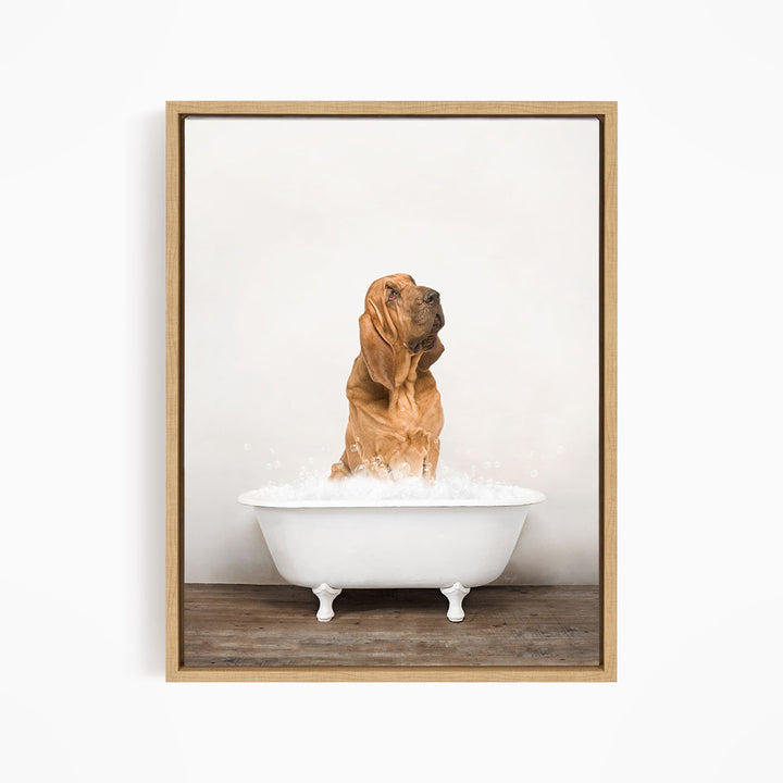 A brown dog sitting in a white bathtub filled with water, looking up at the camera.