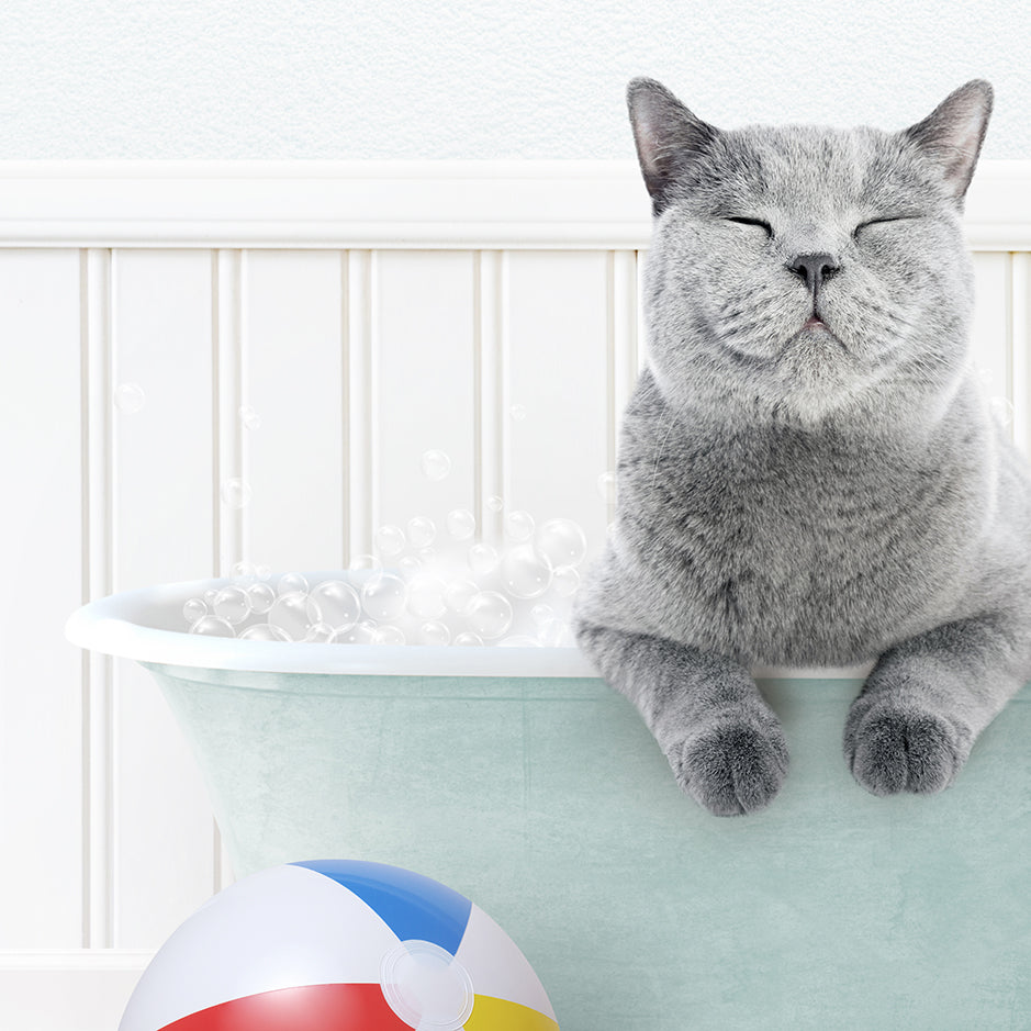 a gray cat sitting in a bathtub with a beach ball