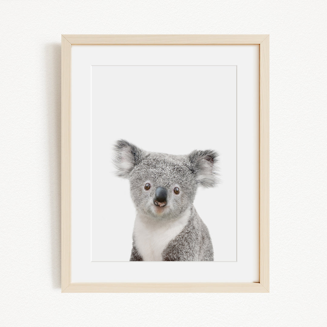 A framed photograph of a koala bear looking directly at the camera.