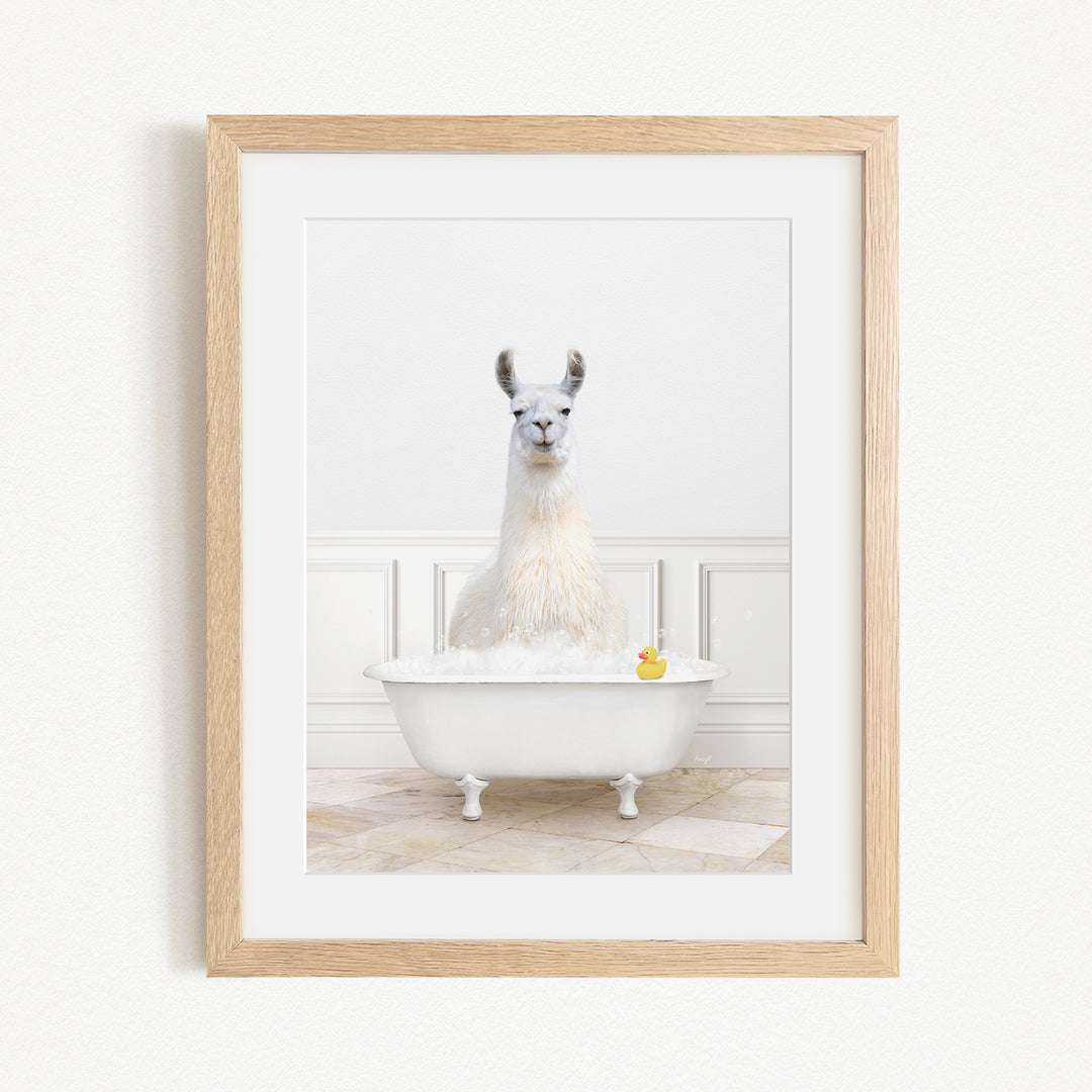 A white llama sitting in a white bathtub filled with bubbles, with a yellow rubber duck floating in the water.