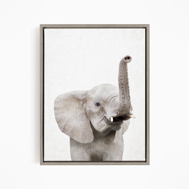 A gray elephant with its trunk raised, looking directly at the camera.