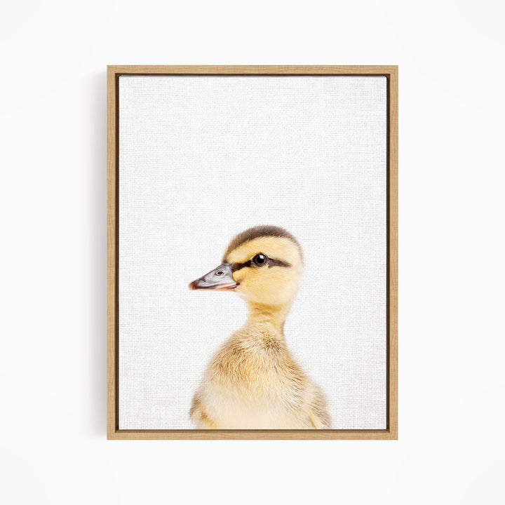 A young duckling peeking out from behind a white background.