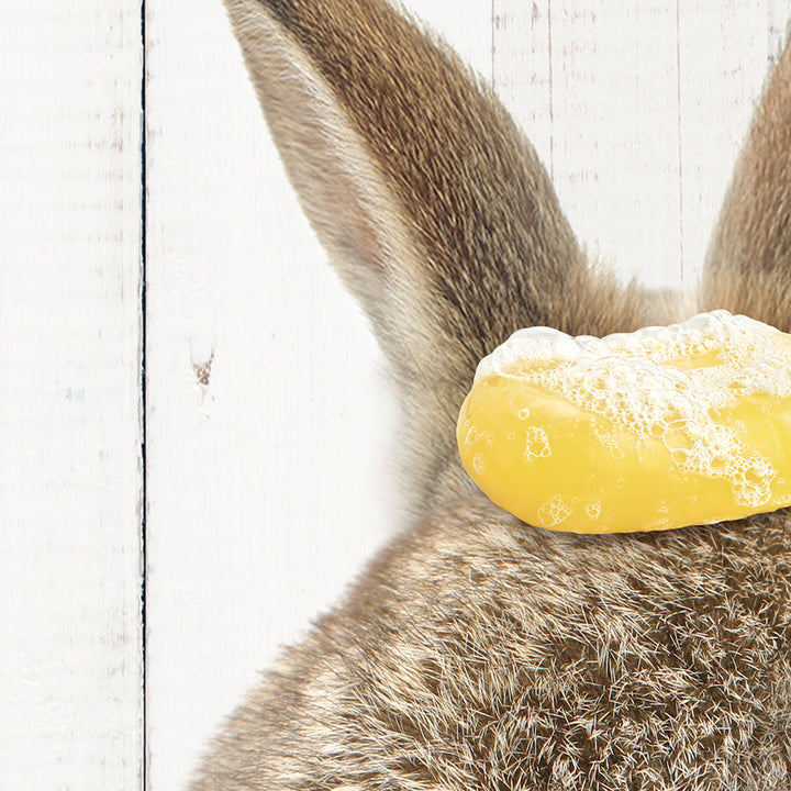 a close up of a rabbit with a doughnut on its head