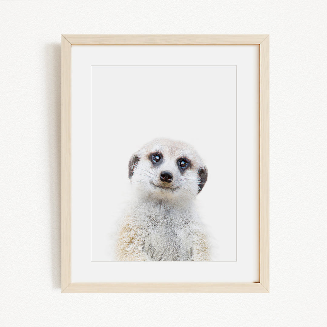 A meerkat peeking out from behind a white background, with a neutral expression.