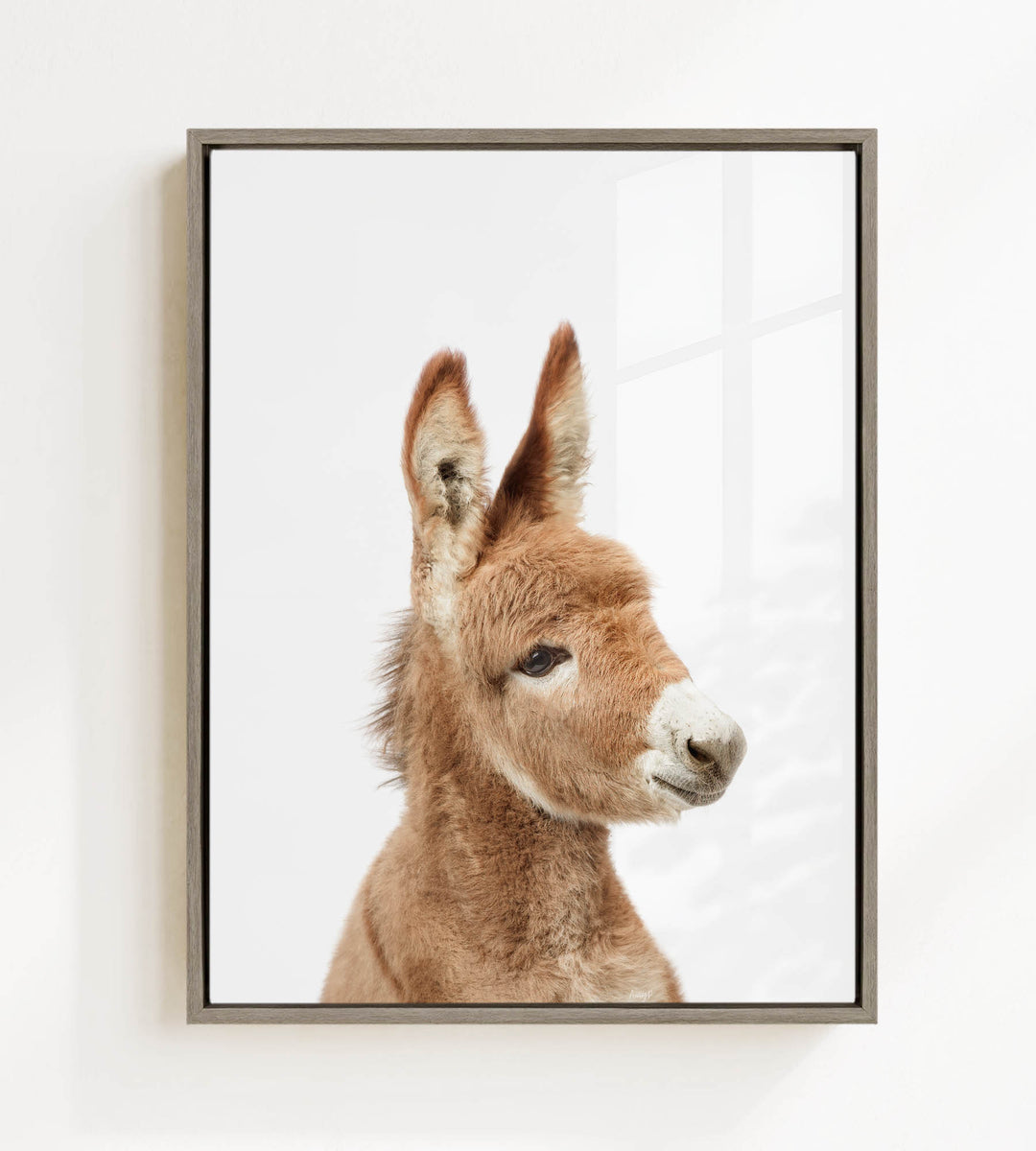 A close-up portrait of a donkey with a white face and brown ears, looking directly at the camera.