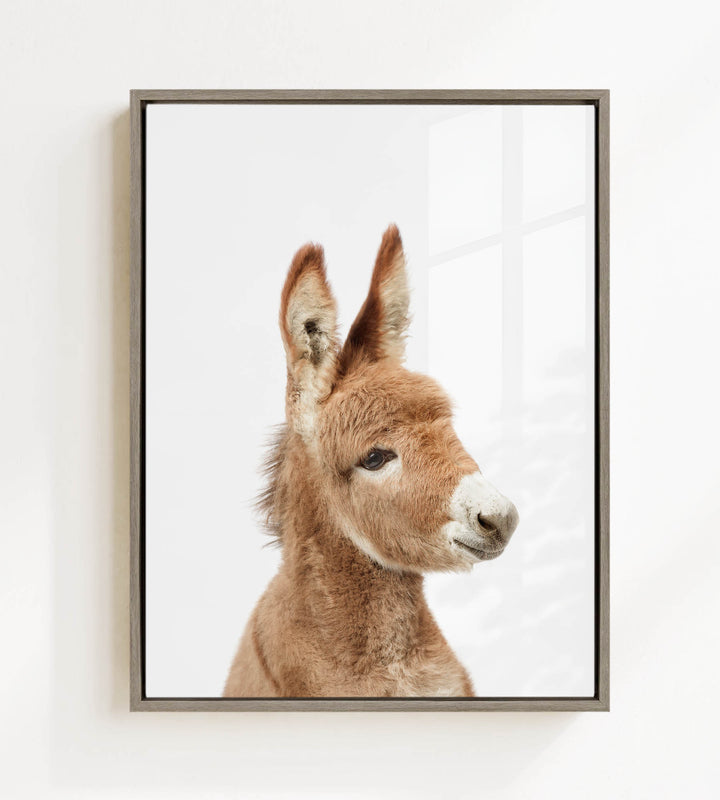 A close-up portrait of a donkey with a white face and brown ears, looking directly at the camera.