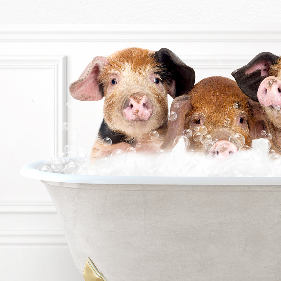 three pigs in a bathtub with bubbles of water