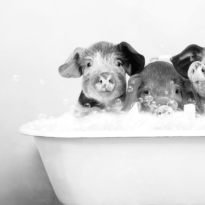 a group of three pigs sitting in a bathtub