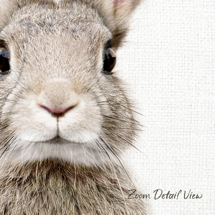 A close-up of a rabbit's face, with its large eyes and fluffy fur visible.