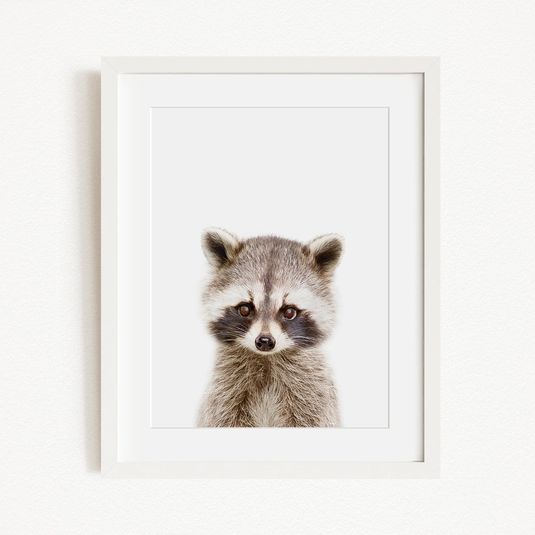 A raccoon with a curious expression is the focus of the image, which is a framed print displayed on a white wall.