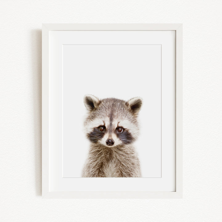 A raccoon with a curious expression is the focus of the image, which is a framed print displayed on a white wall.