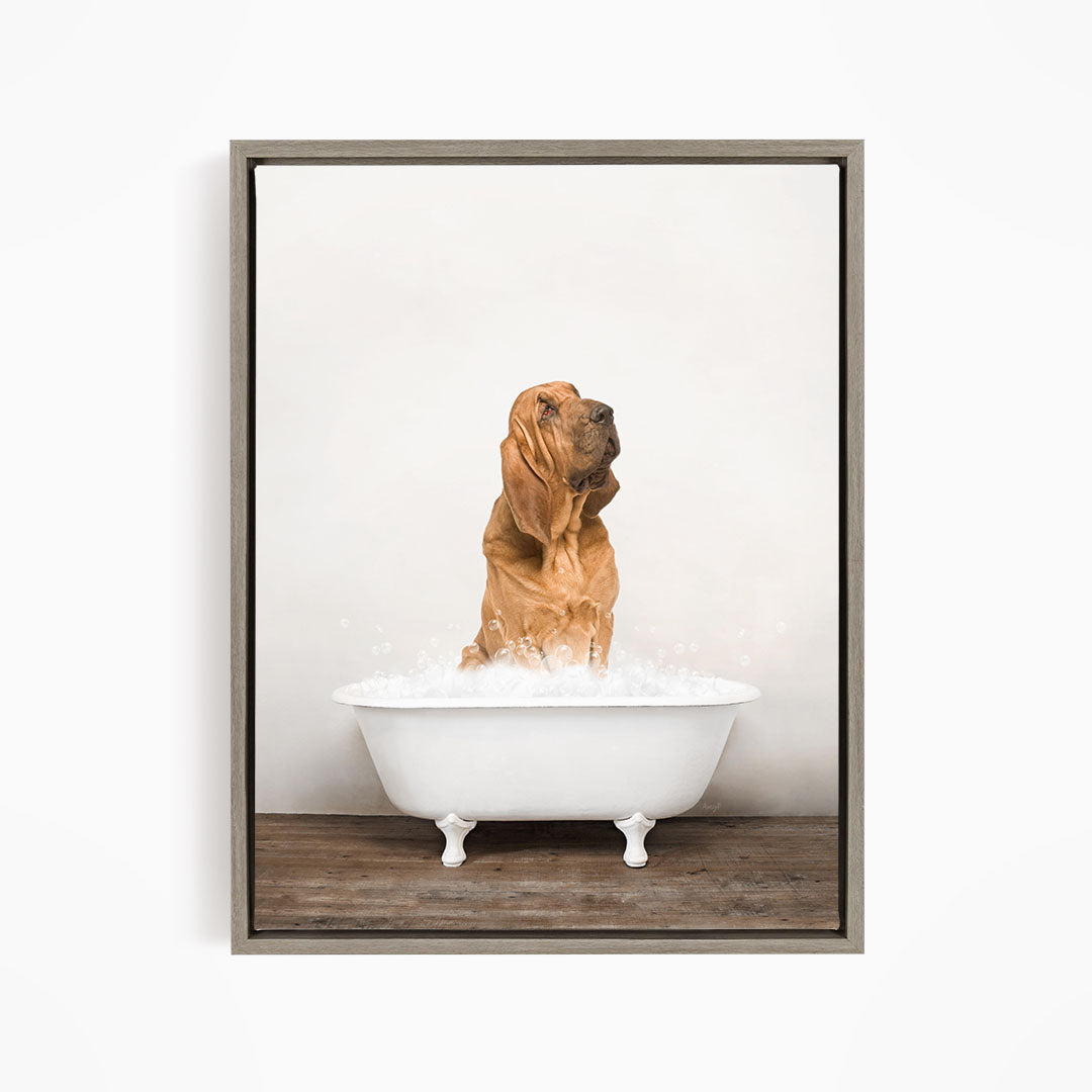 A brown dog sitting in a white bathtub filled with water, looking up at the camera.