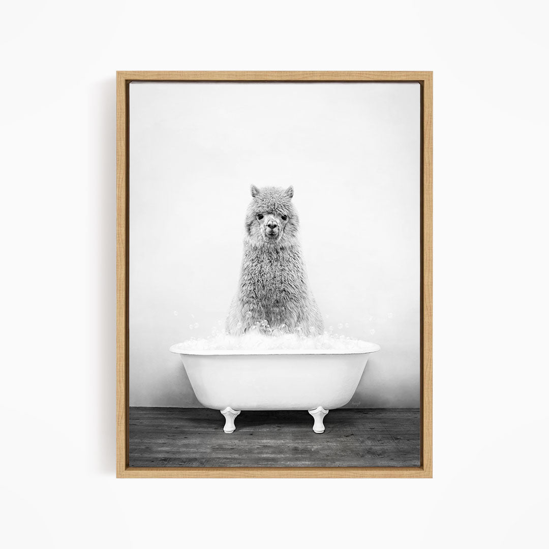A fluffy gray llama sitting in a white bathtub filled with bubbles, looking directly at the camera.