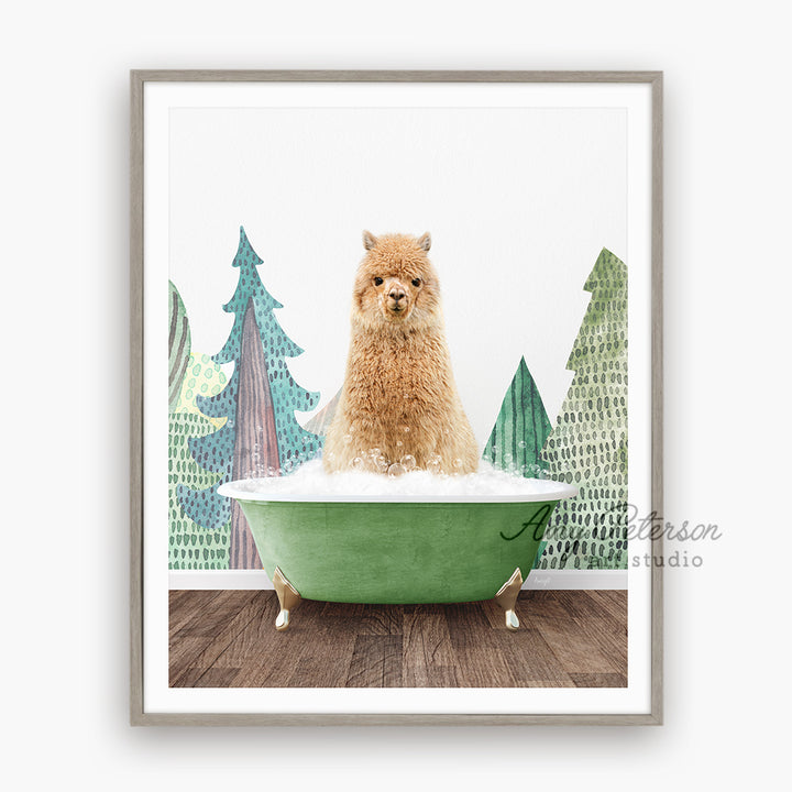 Alpaca in Wilderness Bath