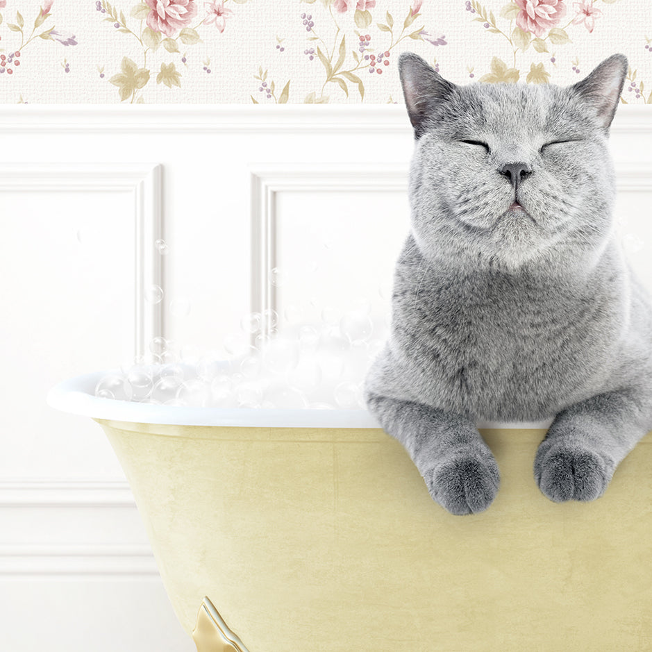 a gray cat sitting in a bathtub with its eyes closed