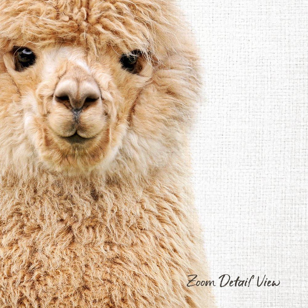 A close-up of a fluffy alpaca's face, with its soft, brown fur and expressive eyes.