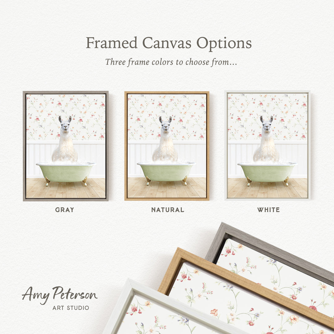 The image is a framed canvas option featuring three different color options for a framed artwork depicting a white llama in a bathtub.