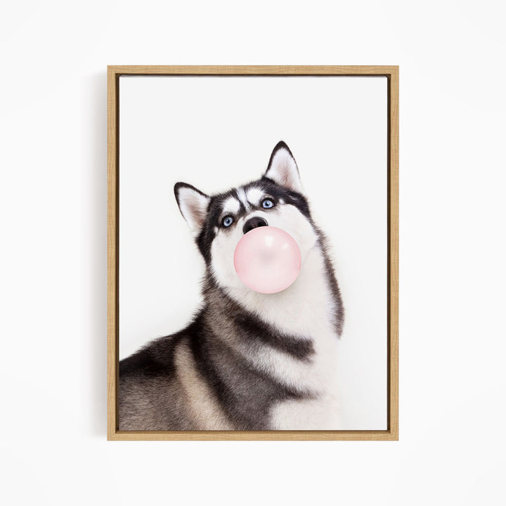 A black and white husky dog with a pink bubble gum bubble in its mouth, looking up at the camera.