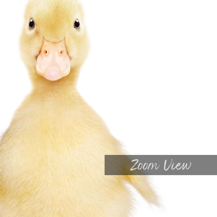 a close up of a duck with a white background