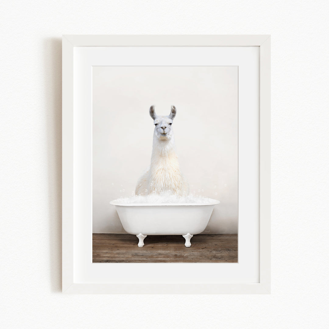 A white llama sitting in a white bathtub filled with bubbles.