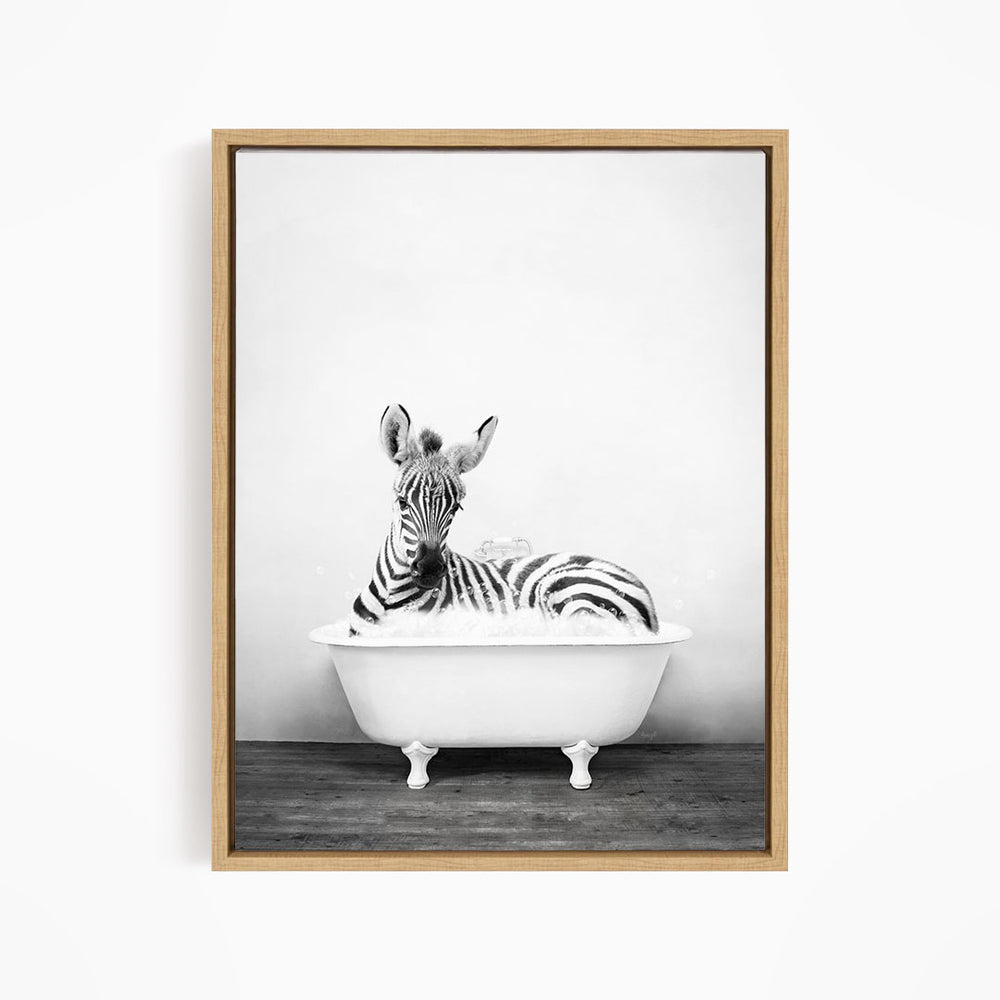 A zebra lying in a white bathtub, appearing relaxed and content.