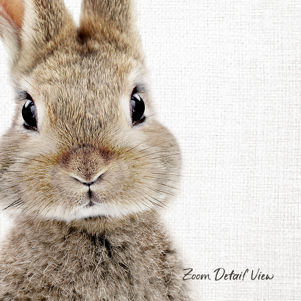 A close-up portrait of a rabbit with large, expressive eyes and a fluffy, furry face.