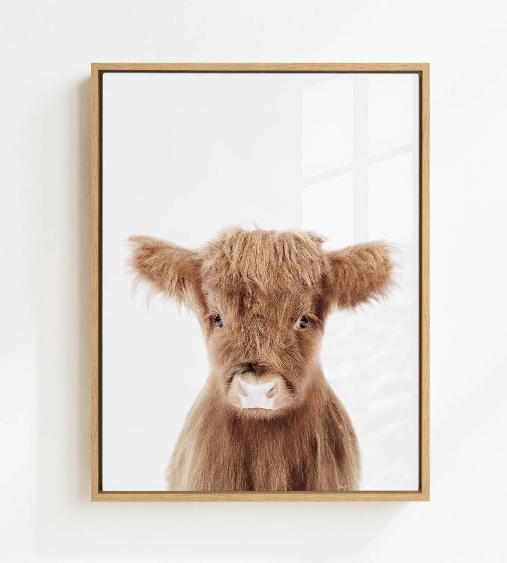 A framed image of a brown cow with shaggy fur and large eyes, looking directly at the camera.