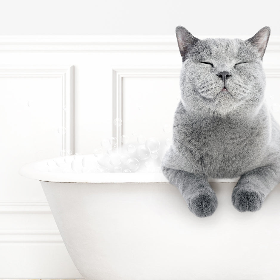 a gray cat sitting in a bathtub with its eyes closed