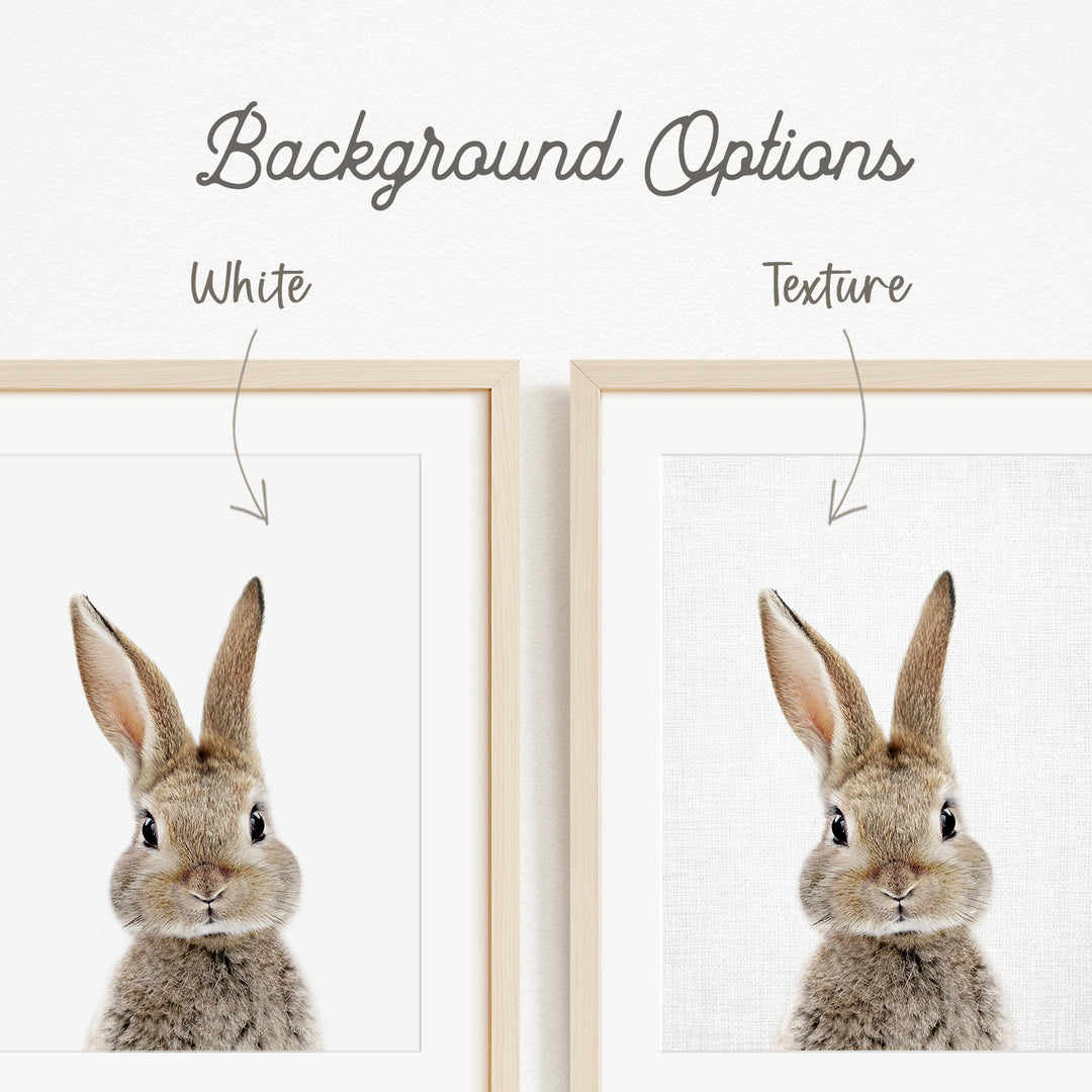 a close-up of a rabbit's face, with a focus on its eyes and nose.