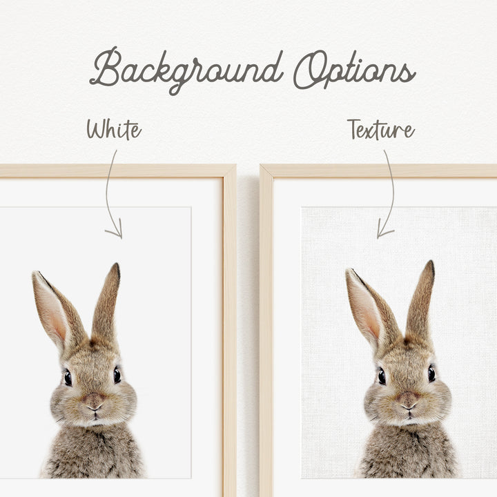 a close-up of a rabbit's face, with a focus on its eyes and nose.