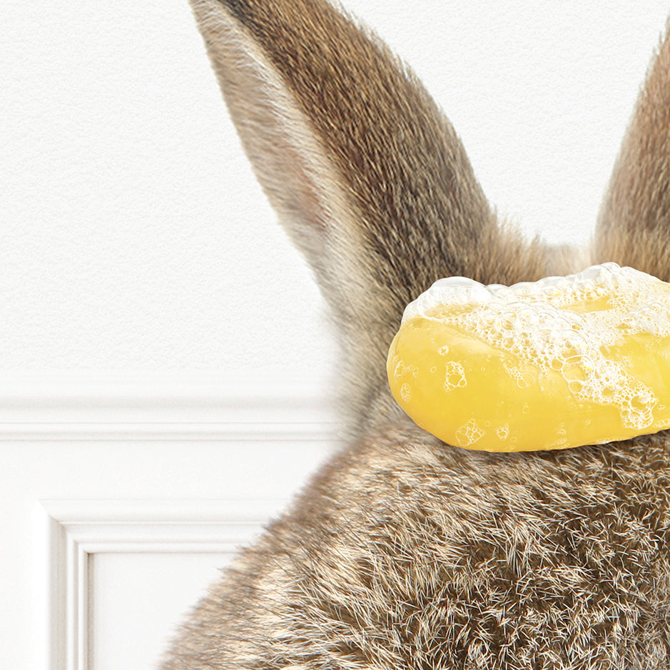 a close up of a rabbit with a piece of food on its head