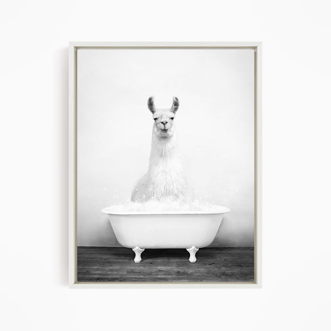 A white llama sitting in a white bathtub filled with water, creating a whimsical and playful scene.