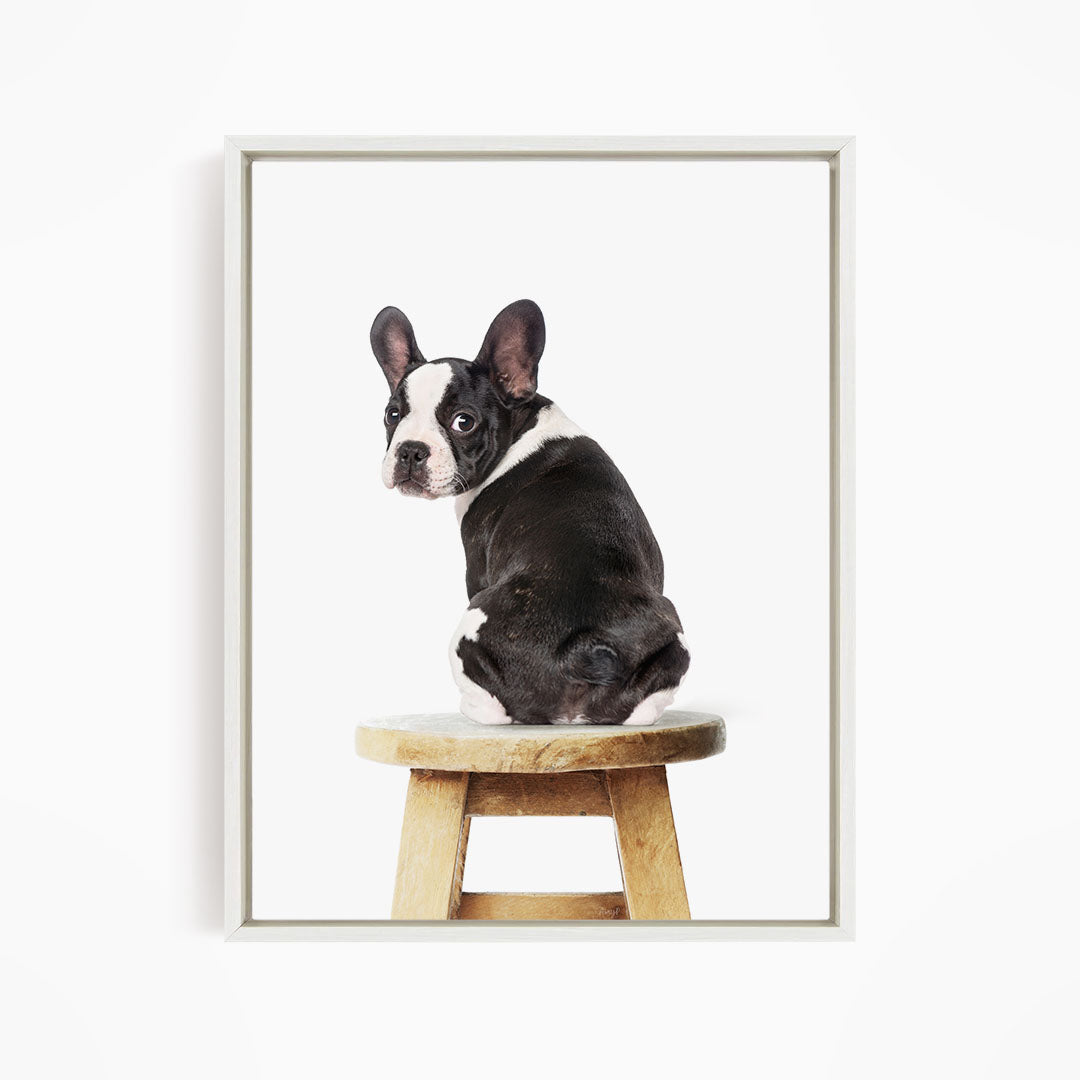 A black and white dog sitting on a wooden stool.