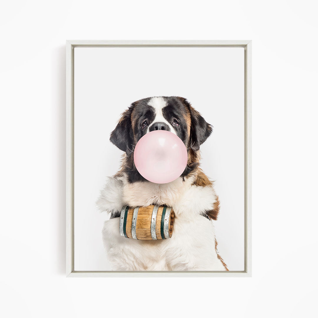 A Saint Bernard dog is blowing a bubble with a pink bubble gum bubble, wearing a wooden barrel around its neck.