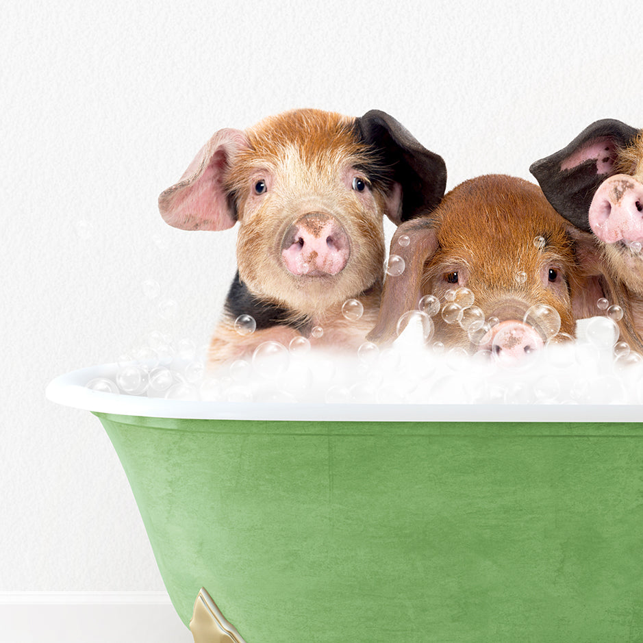 three pigs in a bathtub with bubbles of water