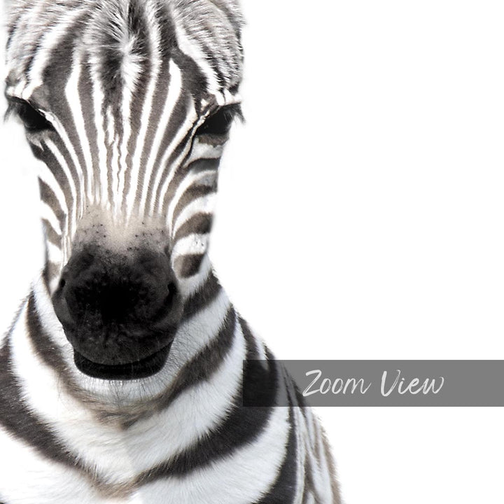 a close up of a zebra's face with a white background