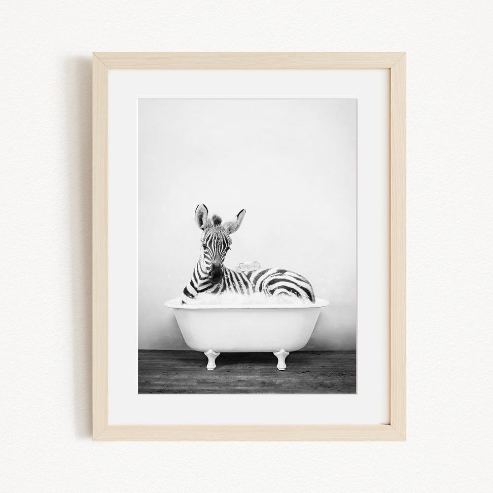 A zebra lying in a white bathtub, appearing relaxed and content.