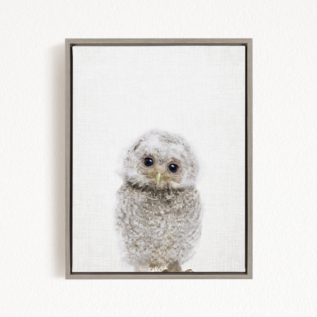 A framed photograph of a baby owl with large eyes and a fluffy, gray coat.