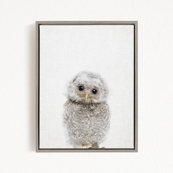 A framed photograph of a baby owl with large eyes and a fluffy, gray coat.