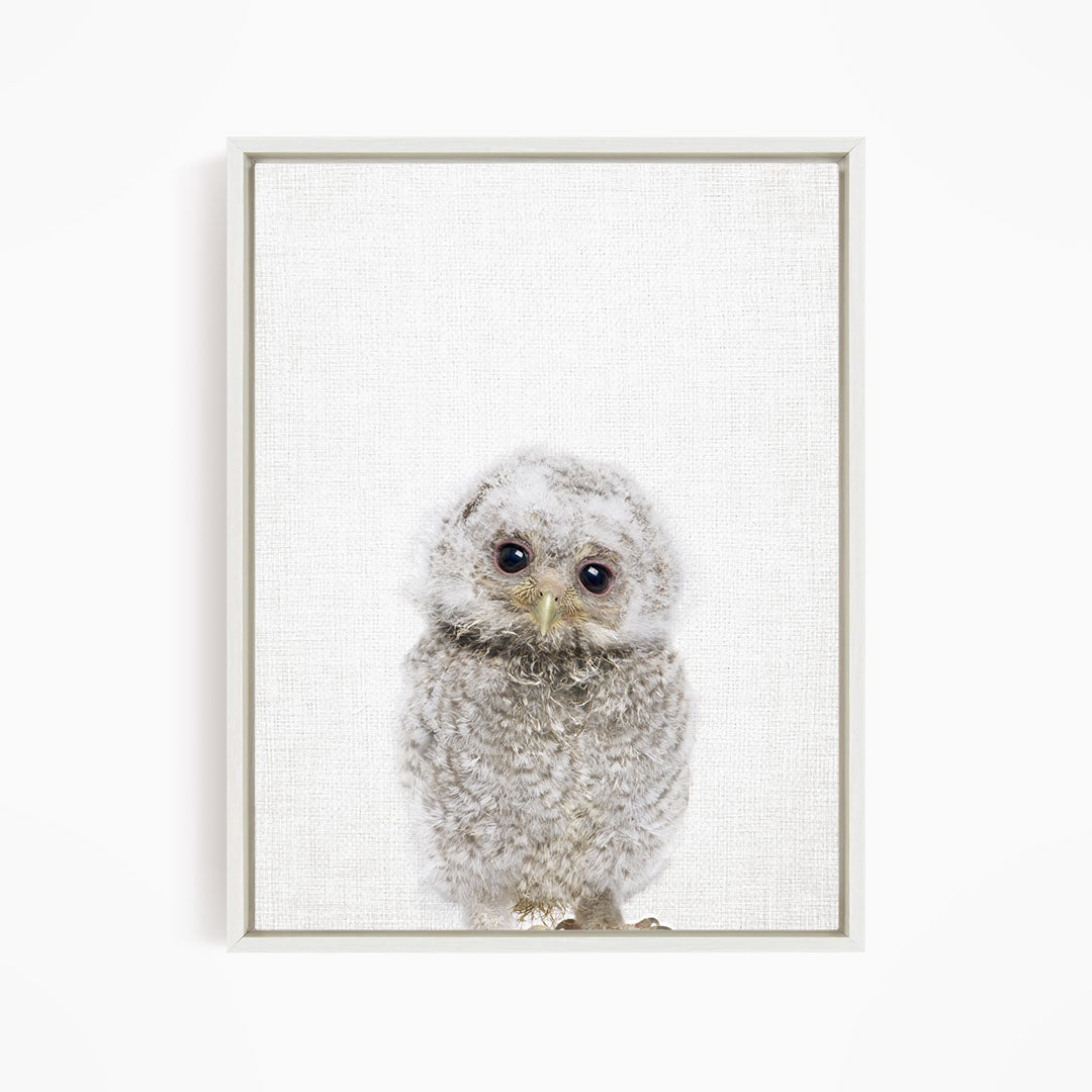 A framed photograph of a baby owl with large eyes and a fluffy, gray coat.