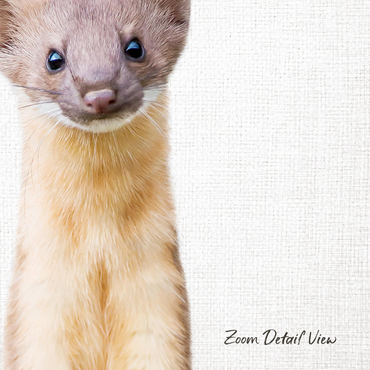 A close-up of a brown and white animal, possibly a small rodent or rodent, with a curious expression on its face.