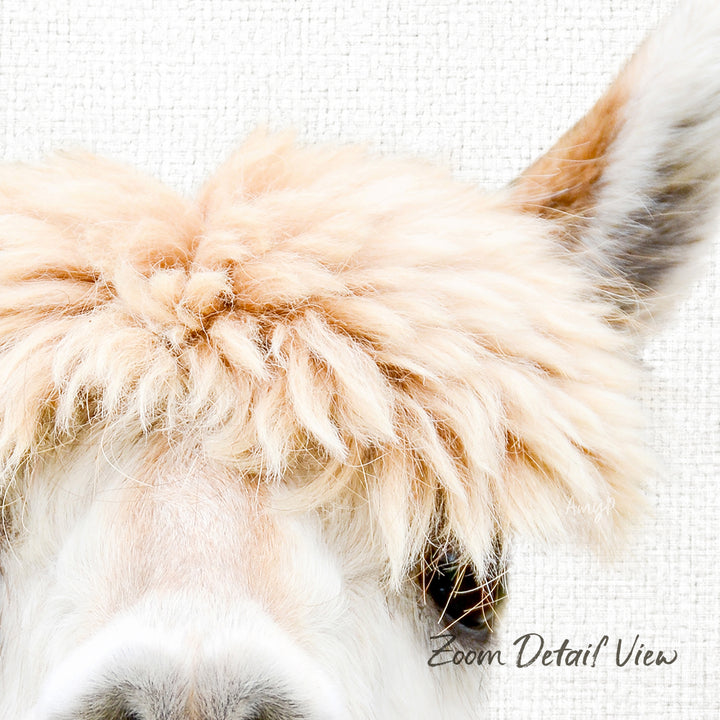 A close-up of a fluffy alpaca's head, with its long, soft, and light-colored fur visible.