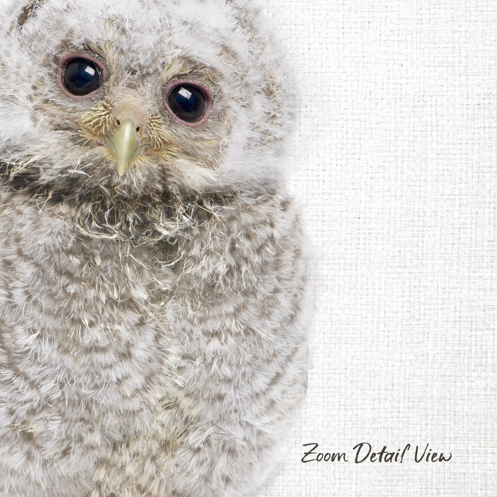 A close-up of a fluffy gray owl with large, expressive eyes and a pointed beak, set against a plain white background.