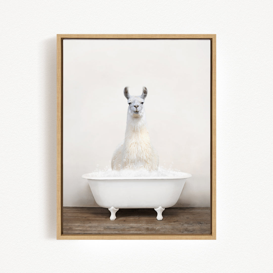 A white llama sitting in a white bathtub filled with water.