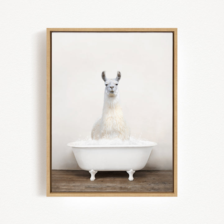 A white llama sitting in a white bathtub filled with water.