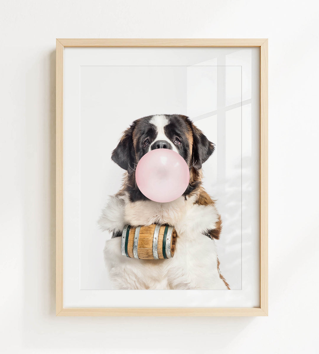 A Saint Bernard dog is sitting in front of a white background, blowing a bubble with a pink bubble gum bubble.