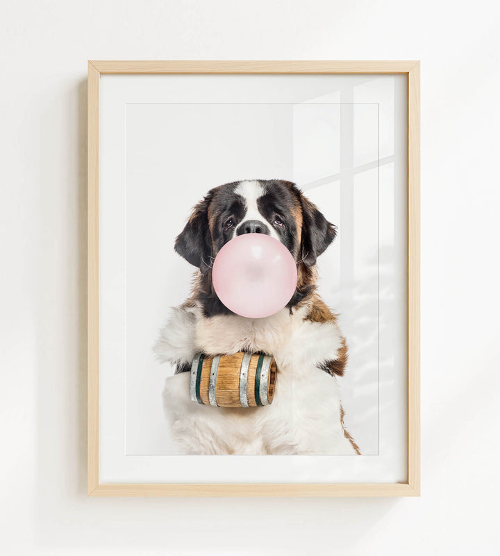 A Saint Bernard dog is sitting in front of a white background, blowing a bubble with a pink bubble gum bubble.