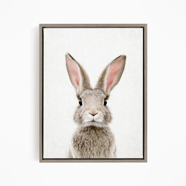 Female Rabbit - Animal Portraits